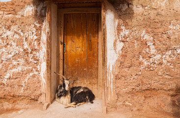 Black and white long haired goat resting in front of the wooden door of an old historic farm, Qinghai province, China