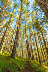 Senda de las pesquerías reales en Valsaín Segovia