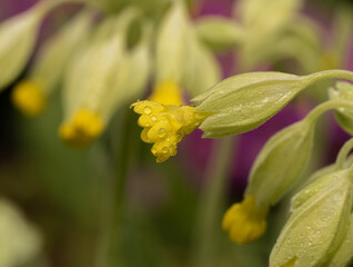 primrose in the garden