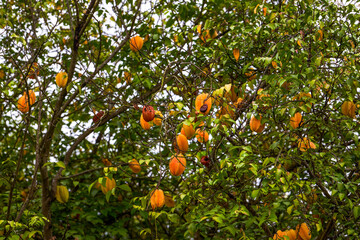 Close-up of carambola tree full of ripe fruits