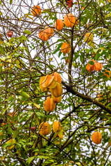 Close-up of carambola tree full of ripe fruits