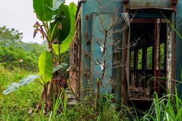 A batch of rusty train carriages abandoned in the forest