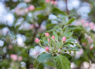 pink and white flowers