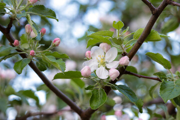apple tree blossom