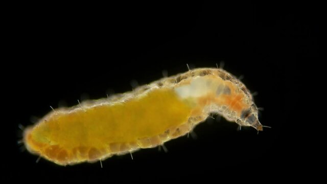 larva of an insect of the family Cecidomyiidae under a microscope. gall midges. Predators and feed on aphids, whitefly, thrips.