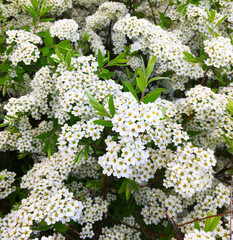 An open bush with small white flowers. May natural landscape. Summer and spring nature picture. For wallpaper, background and postcards.