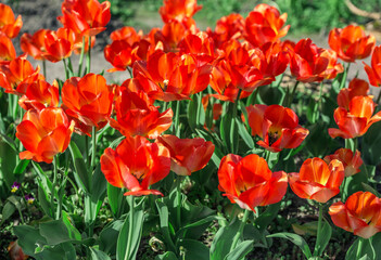 field of red tulips