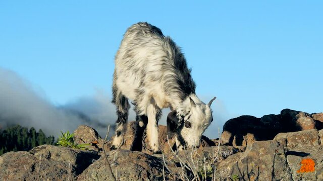 Wild young goat eating some fresh herbs at the top of the hill. Close-up shot