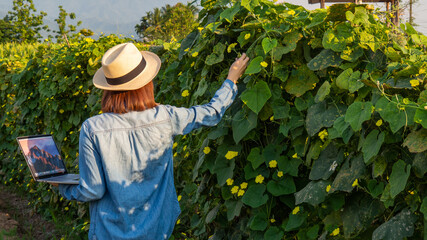 A female farmer wearing a blue shirt is checking the produce and saving the information to her laptop.