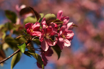 Fototapeta na wymiar Malus halliana blossoming red fruit tree an apple-tree against background of blue sky