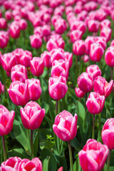 Fototapeta premium multicolored flowers tulip spring as a backdrop