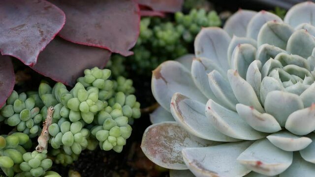 Succulent plants collection, gardening in California, USA. Home garden design, diversity of various botanical hen and chicks. Assorted mix of decorative ornamental echeveria houseplants, floriculture.