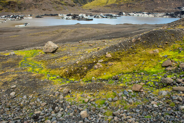Bright green moss in Iceland