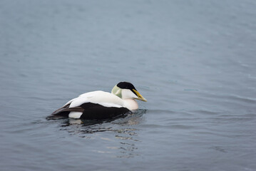 Barnacle goose, Branta leucopsis on Jokulsarlon glacial lagoon in Iceland