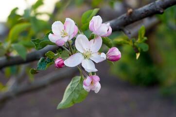 Photo of apple tree blossom