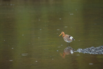 Black tailed Godwit bird in the wild, Iceland