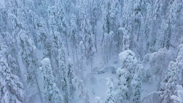 Aerial drone view revealing a person hiking through snowy, winter forest, in Lapland