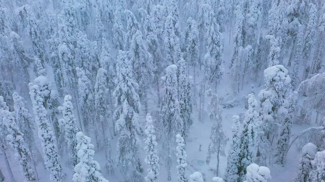 Aerial view revealing a people hiking through foggy, winter forest, in Lapland - tracking, drone shot