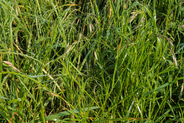 雨粒が付いてうなだれるイヌムギ（イネ科・スズメノチャヒキ属）／Bromus catharticus