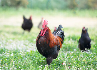 marans chicken in garden