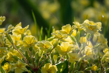 Flowering of daisies. Oxeye daisy, Leucanthemum vulgare, Daisies, Dox-eye, Common daisy, Dog daisy, Moon daisy. Gardening concept