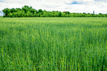 Wheat field in springtime
