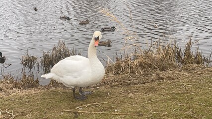 swan watching