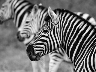 Fototapeta na wymiar three zebras in a row taken at sari sands, south africa