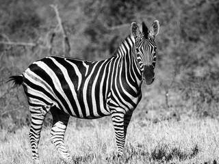 Fototapeta na wymiar Zebra keeping watch in sari sands, south africa
