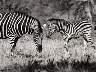 Fototapeta na wymiar Mother and daughter zebra in sabi sands, south africa