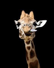 Obraz premium Giraffe looking into camera sticking tongue out