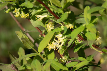 Honeysuckle in garden soft focus. Flowers Lonicera Sempervirens, common names common honeysuckle, European honeysuckle or woodbine.