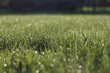 Reflections of light in drops of morning dew on the grass of the lawn in the garden