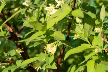 Obraz premium Honeysuckle in garden soft focus. Flowers Lonicera Sempervirens, common names common honeysuckle, European honeysuckle or woodbine.