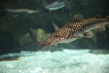 Pseudoplatystoma tigrinum fish, the tiger sorubim long whiskered catfish. Beautiful exotic predator...