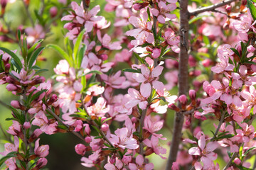 Flowering almond family Rosaceae in the Apothecary garden summer background