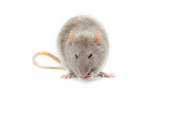 Gray rat on a white background.