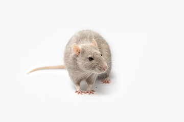Gray rat on a white background.