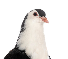 Lahore pigeon in studio