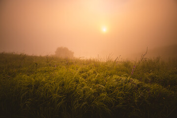 Misty morning pasture in the sunlight.