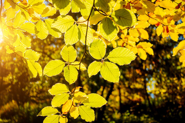 Green leaves on the branches on a sunny day.