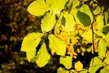 Green leaves on the branches on a sunny day.