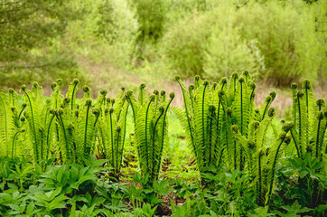 The ferns grow rapidy and stretch upward. The sun shone on a clearing surrouded by trees.