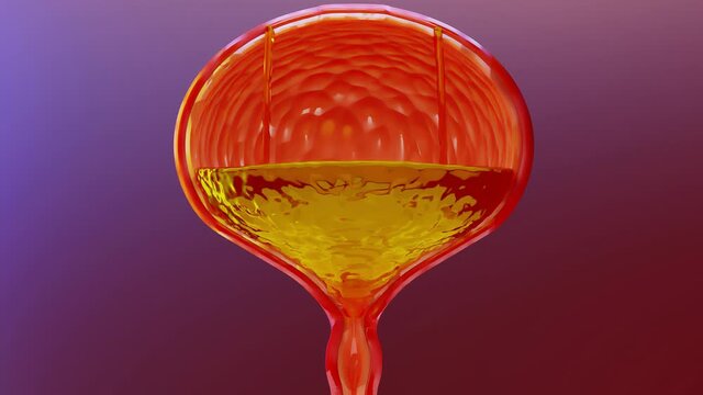 urinary system, bladder with urine, 3d render