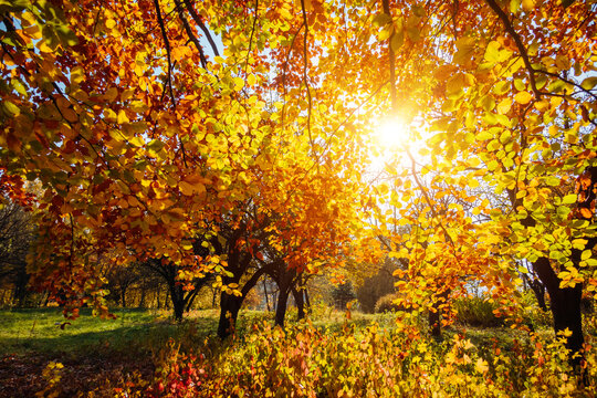 Splendid colorful leaves on the branches on a sunny day.