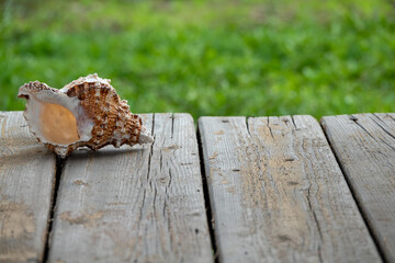 closeup of old wood planks texture and grass background
