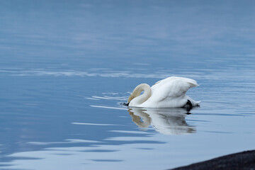 一羽のハクチョウ