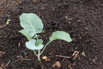 Broccoli seedling in  garden in spring