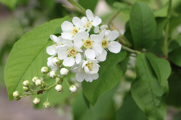Blooming bird cherry branch in  garden in spring