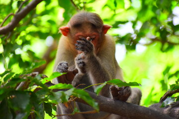 indian monkey act like smoking